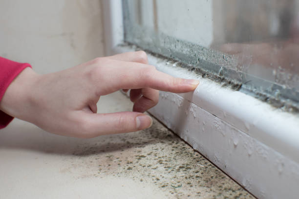 Best Forensic Mold Investigation  in Harkers Island, NC